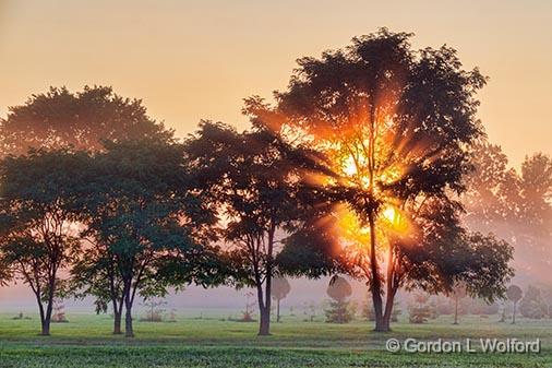 Trees In Misty Sunrise_26044.jpg - Photographed near Merrickville, Ontario, Canada.